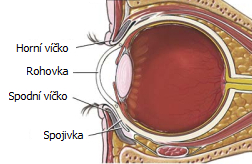 přední segment oka